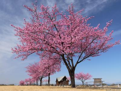 「島村河津さくら公園」の河津桜_2025_利根川土手のサクラ並木、満開でした（伊勢崎市）