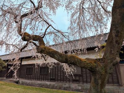 千代田区をひたすら歩く花見2025(皇居乾通り、千鳥ヶ淵)