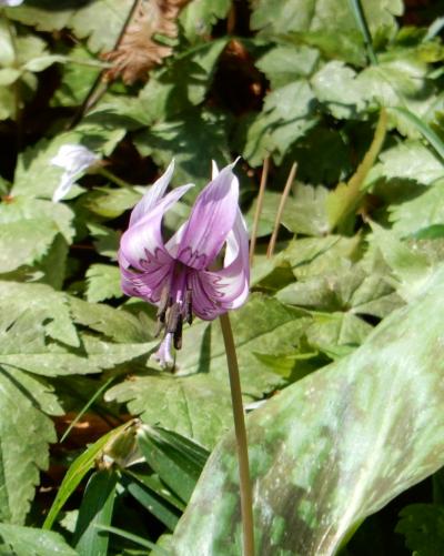 「春の妖精・カタクリの花 をさがしに　目黒自然教育園　へ　」2025