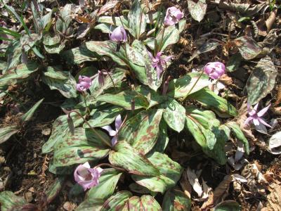 三毳山、ふたたび