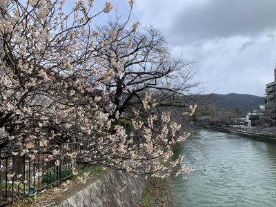 2025年3月 モネを追いかけて京都1泊一人旅
