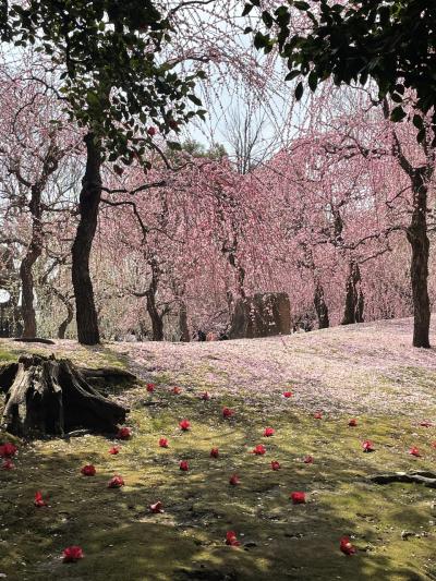 城南宮の枝垂れ梅と落ち椿は見事に！