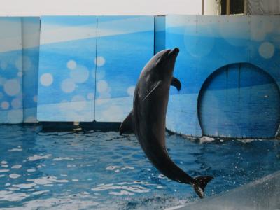 鎌倉でゆったり　イルカと戯れ　温泉・グルメを楽しむ