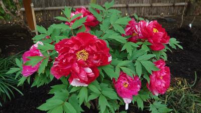 鶴岡八幡宮❁神苑のぼたん