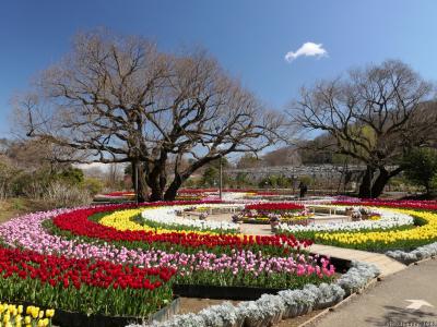 「あしかがフラワパーク」の春の花_2025_紅梅が最後の満開、チューリップは満開直前でした（足利市）