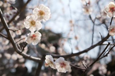 府立植物園から安野光雅展へ