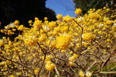 東丹沢のミツマタ