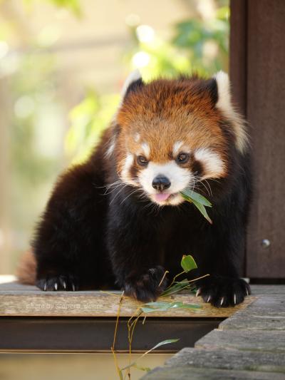 【レッサーパンダ遠征記】早春の関東ぐるっと旅（１）ペアリングやお休みで会えない子が多かった春の日本平動物園