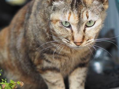 スマホを無くした顛末記！三浦半島1day切符を利用して三浦・岩礁のみちを歩き、スマホ捜しに人の情が身に沁みた3日間のこと