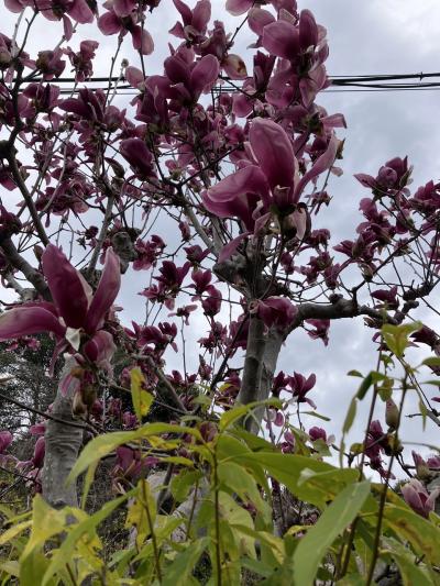 3月24日、東京は開花宣言の日の鎌倉散歩
