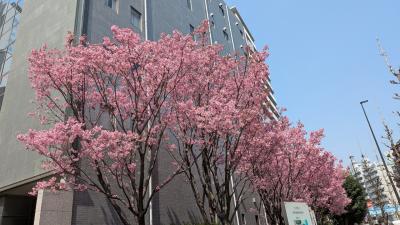 開花宣言の翌日に中目黒周辺の桜の咲き具合をチェック 2025年3月