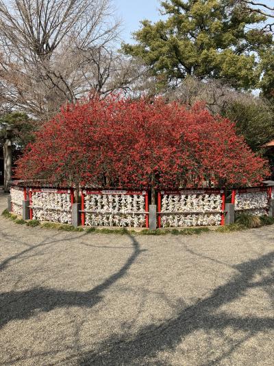 満開の木瓜 冠稲荷神社