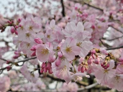 2025年桜開花状況&#9825;国立劇場前＆千鳥ヶ淵緑道