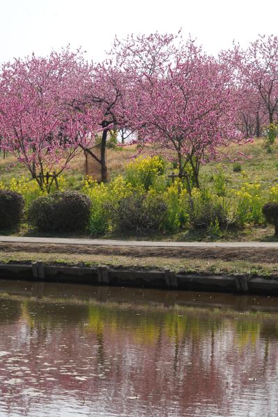 20250326-1 古河 古河公方公園の桃まつり→渡良瀬川の菜の花と古河城本丸跡→雀神社→長寿庵の七福神カレーせいろ