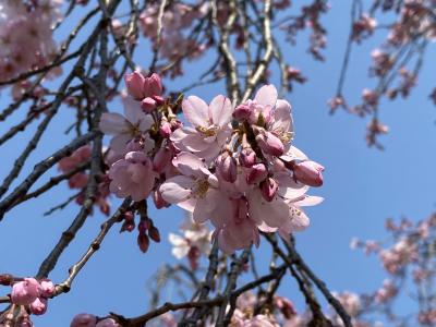 2025年3月　六義園・小石川後楽園のしだれ桜を鑑賞