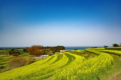 長崎鼻の菜の花　2025