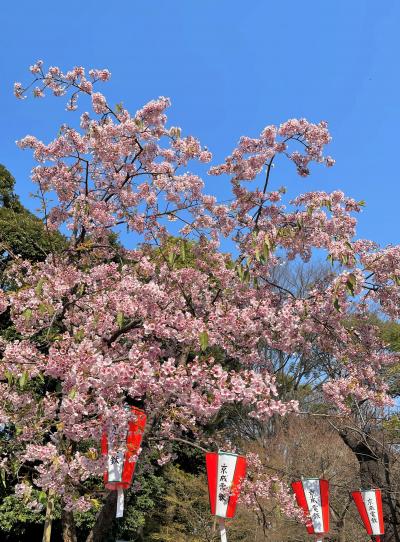 都心で早咲きの「桜」を愛でる