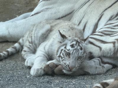 東武動物公園のチビホワイトタイガーを追っての旅2025 