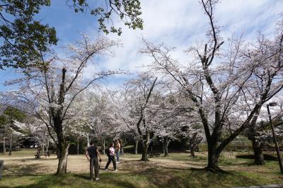 広見公園(富士市)  ネットで桜5分咲き  ほぼ初です