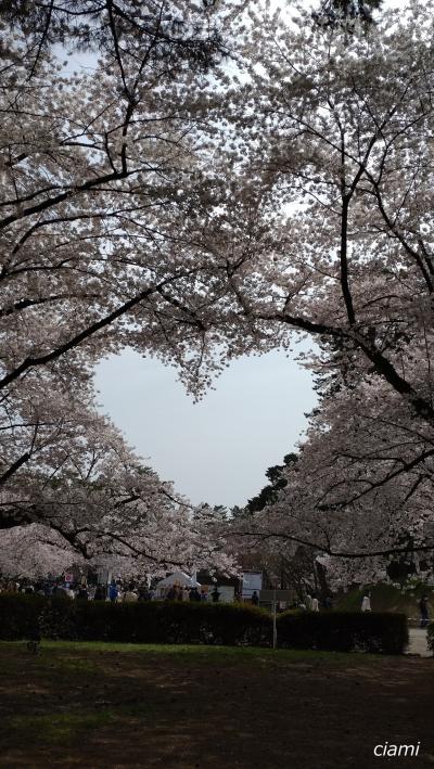 桜のハートの弘前 202304青森②