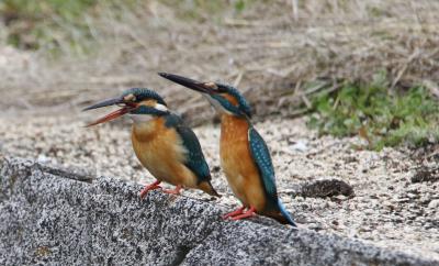 2025年３月岡山旭川水系バードウォッチング