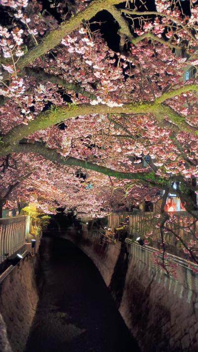 うだつの上がる町並みと中部旅（竹島・うだつの上がる町並み・美濃紙・小坂酒造場蔵開き・熱海糸川の夜桜）