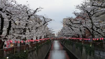 目黒川の桜並木は満開間近2025年3月
