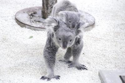 早春の花木咲く埼玉こども動物自然公園2025年２月（前）カンガルーに始まりコアラ舎で女子コアラと親子おんぶ～レッサーパンダにリンゴの差入れも