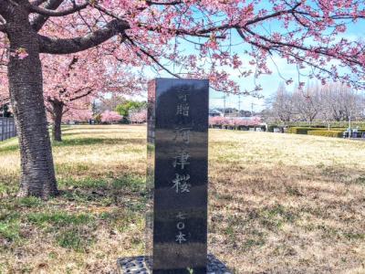 さいたま市の桜　2025年３月