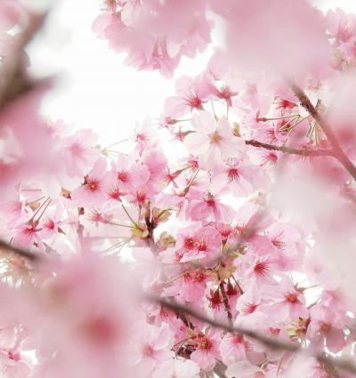 Japan　狭山公園の陽光桜　～ミツバチばあやの冒険～