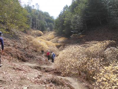 妙見口のミツマタ