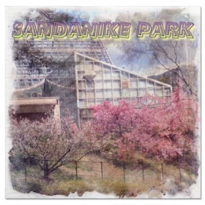 母とお散歩、河津桜が満開の三段池公園 植物園＆動物園　2025年 3月