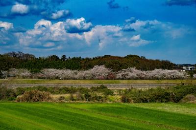 桜つつみ公園の桜　2025
