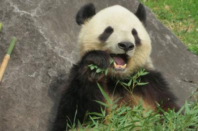 久々の上野動物園