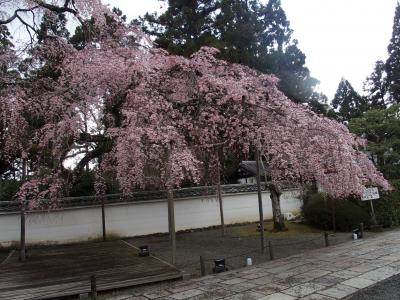 ステップトラベル日帰り京都醍醐寺・平安神宮の旅2025