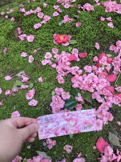 霊鑑寺の椿と桜散歩2025