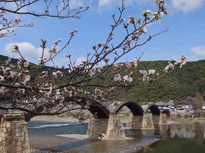 2025年の花見は山口へ～錦帯橋と宮島日帰り旅