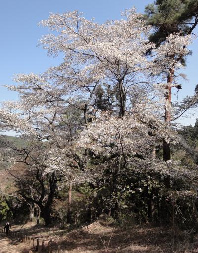 目指せ、国内3000m級22峰踏破！＜その4-1＞高尾山～影信山～陣馬山～陣馬の湯。都心の桜の後は、"奥高尾の山桜"！