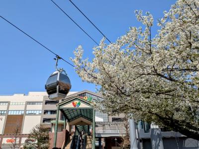 2025年3月30日に、横浜みなとみらいの桜開花を鑑賞🌸