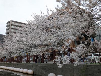 【徒然日記】2025年3月～大岡川お花見クルーズ～