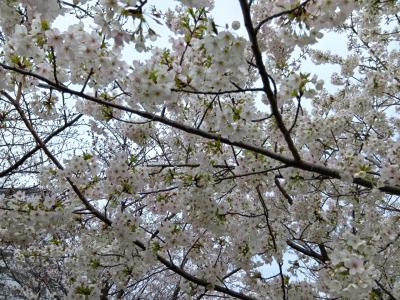 東京２０２５桜　【１】小松川千本桜