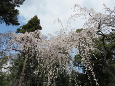 一足早く さくらさんぽ