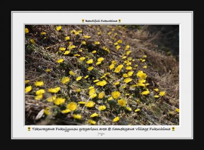 ◆あぶくま高地”鮫川村”春呼ぶ戸倉川の福寿草を訪ねて