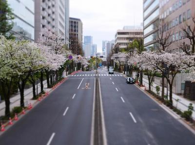 2025年桜開花状況&#9825;内堀通り＆靖国神社