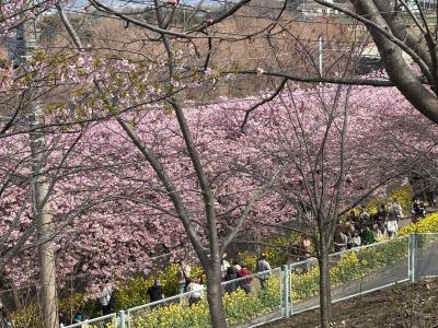 春はやっぱり桜だね。河津桜編