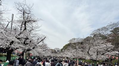 東京花見散歩