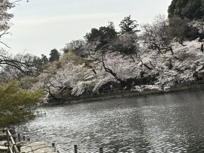 井の頭公園で花見とヤマネコに会う。