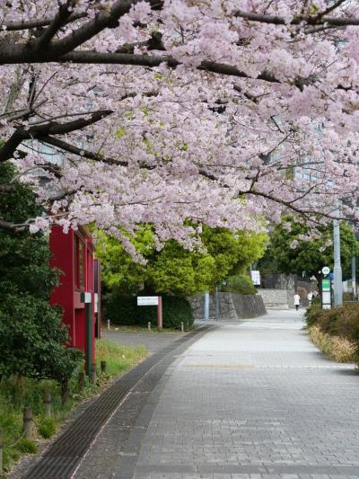 2025年桜開花状況&#9825;千鳥ヶ淵公園＆国立劇場