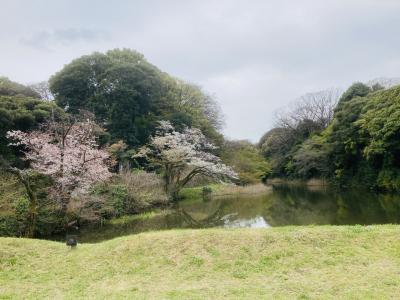 皇居乾通の通り抜け、千鳥ヶ淵で桜を見て神保町でスマトラカレー