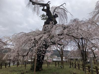 秩父へ、しだれ桜を見に行く